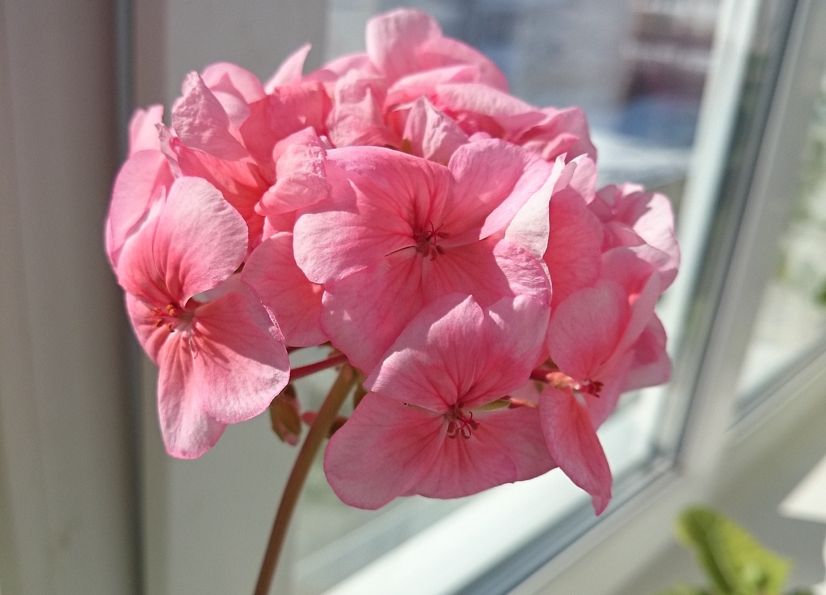 Одна из бабушкиных гераней.