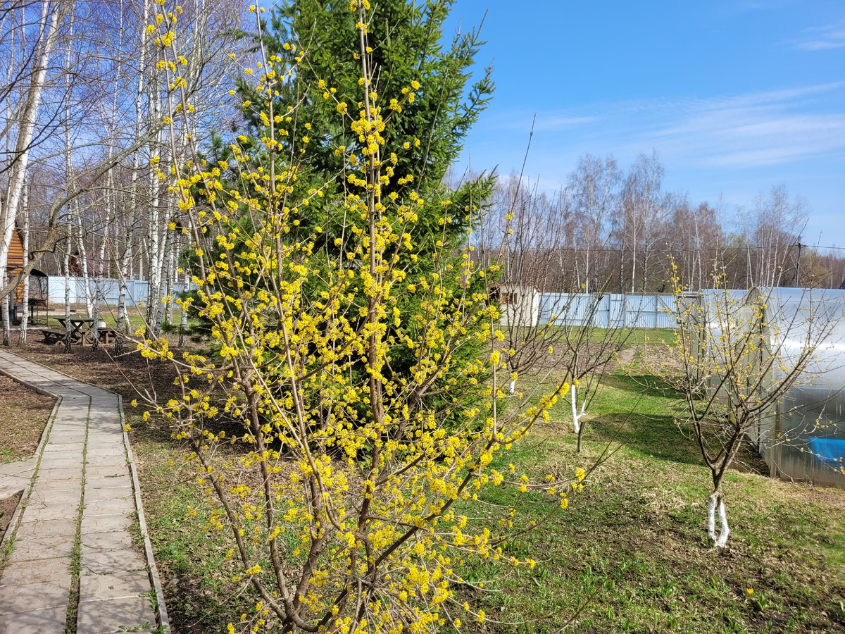 Цветущий кизил