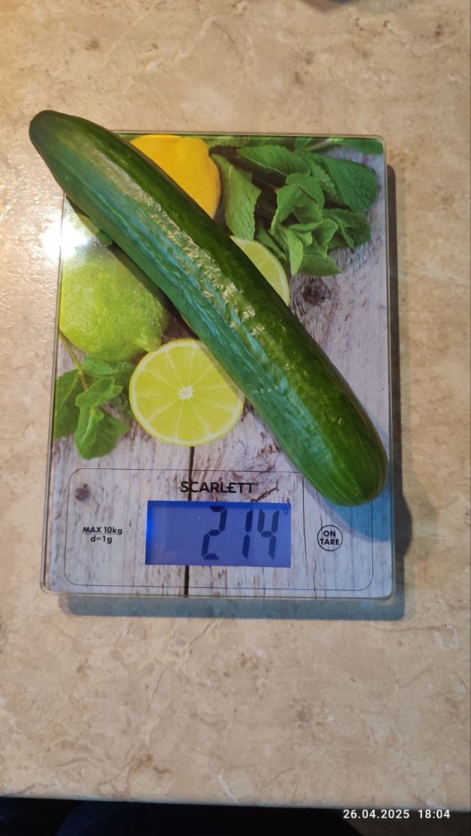 огурец на весах