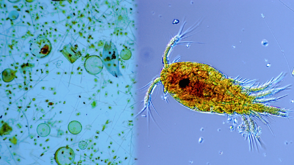 Фитопланктон под микроскопом.