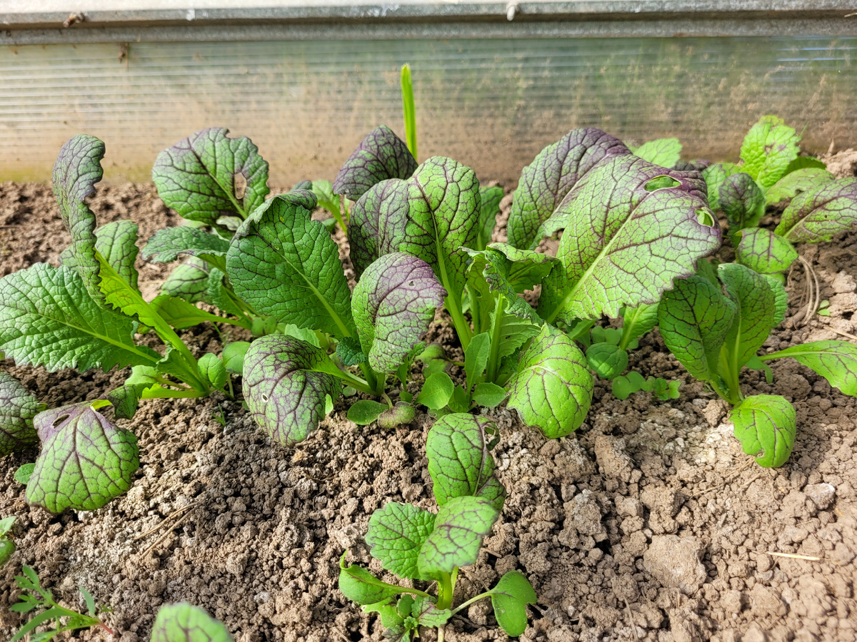 Выросла самосевом