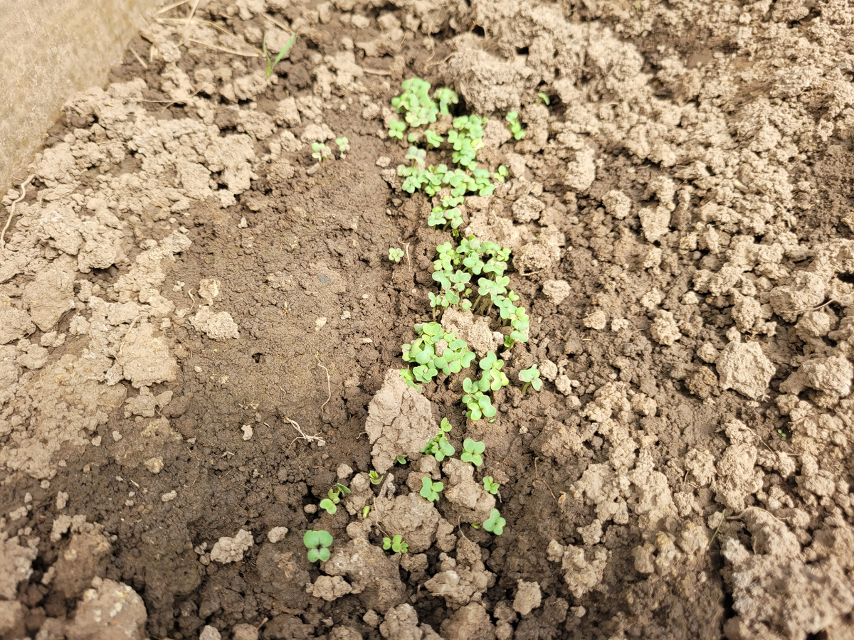 Посадила свои семена