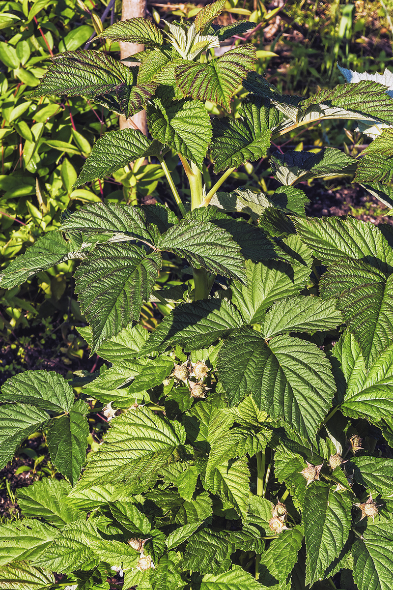 Малиновое дерево "Сказка"