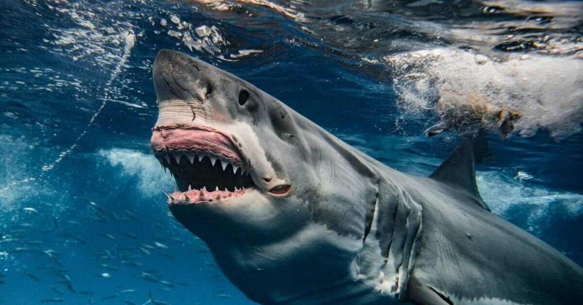 Большая белая акула