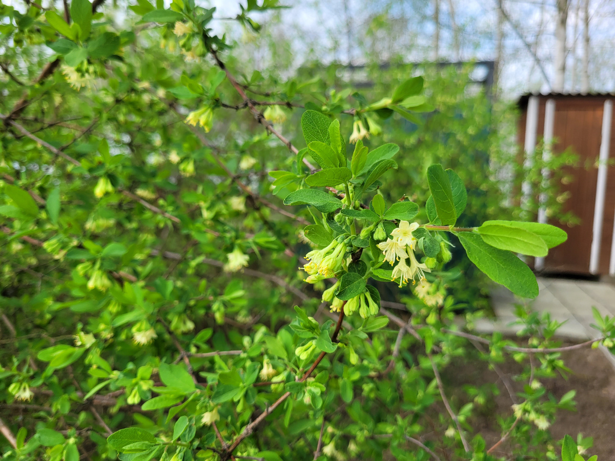 Цветки жимолости