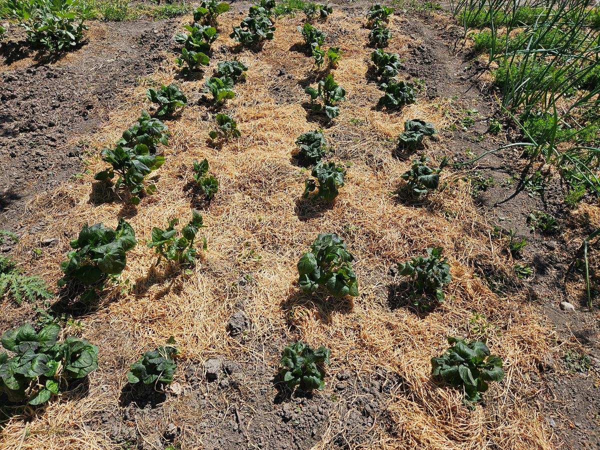 Так картошка выглядела утром во вторник