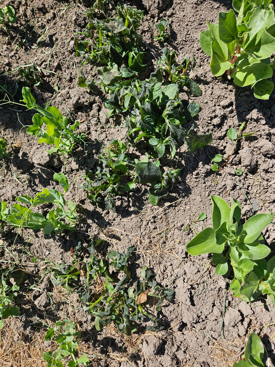 Мороз опарил листики