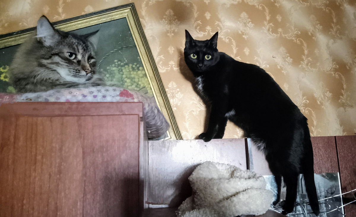 Лиза и Оливка