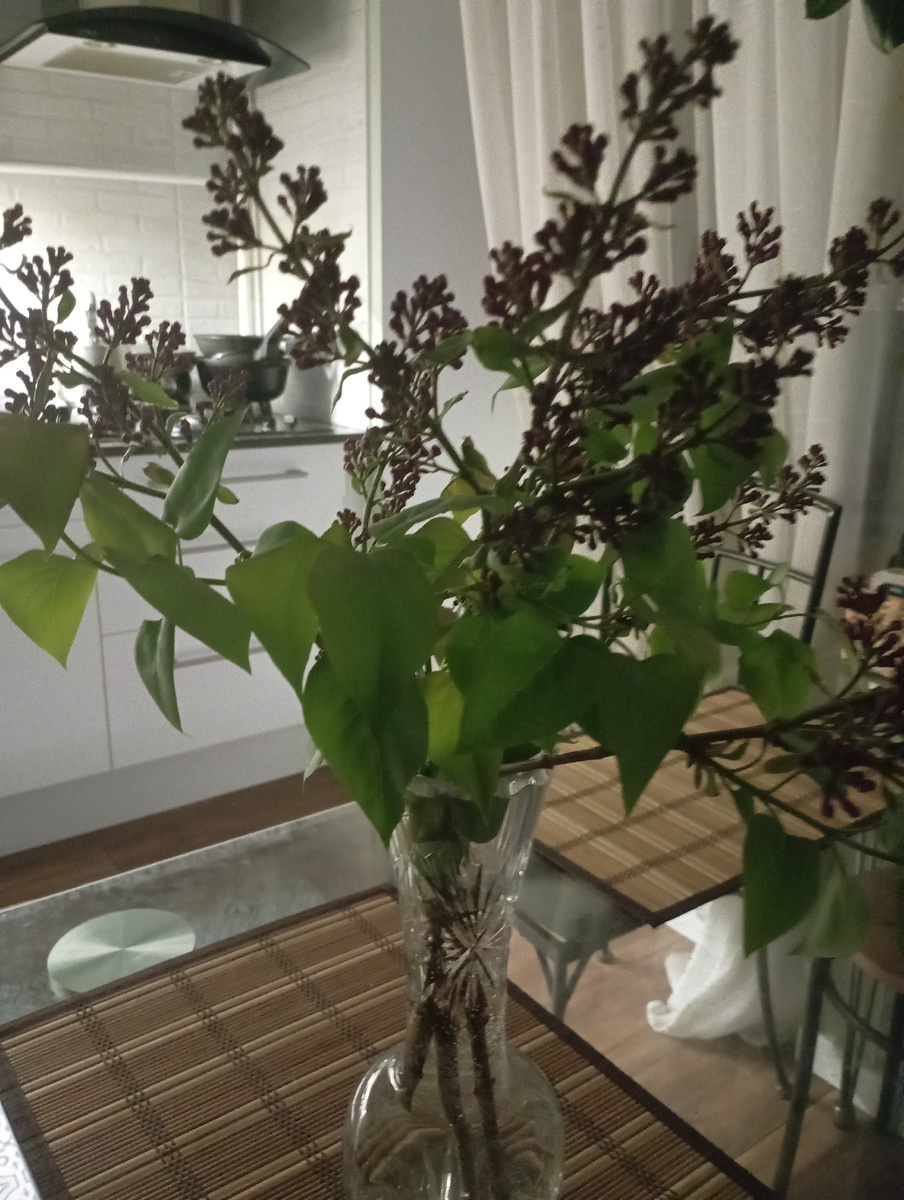 Первая сирень. Мои любимые цветы.От дочери... 