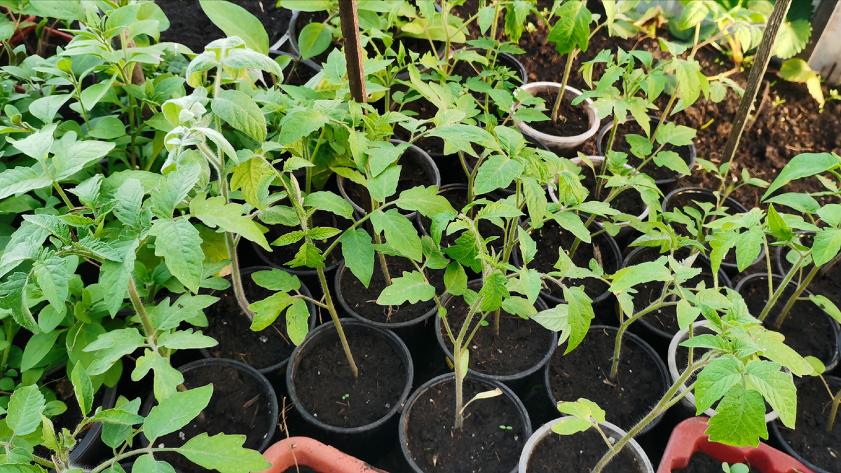 Томаты на данный момент.