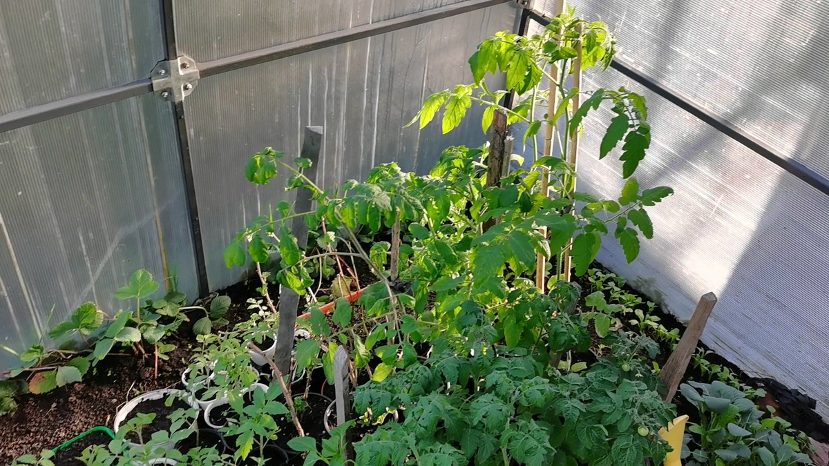 Они сейчас такие, всего несколько дней в теплице стоят. Но зелененькие и бодрые!