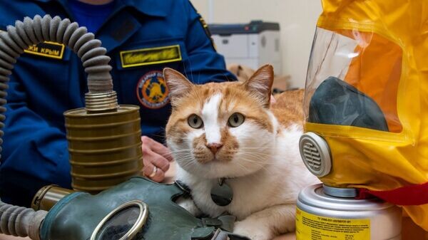    © РИА Новости Крым . Дмитрий Макеев