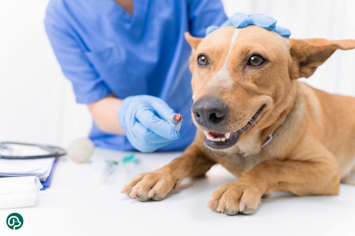 Собака у ветеринара 