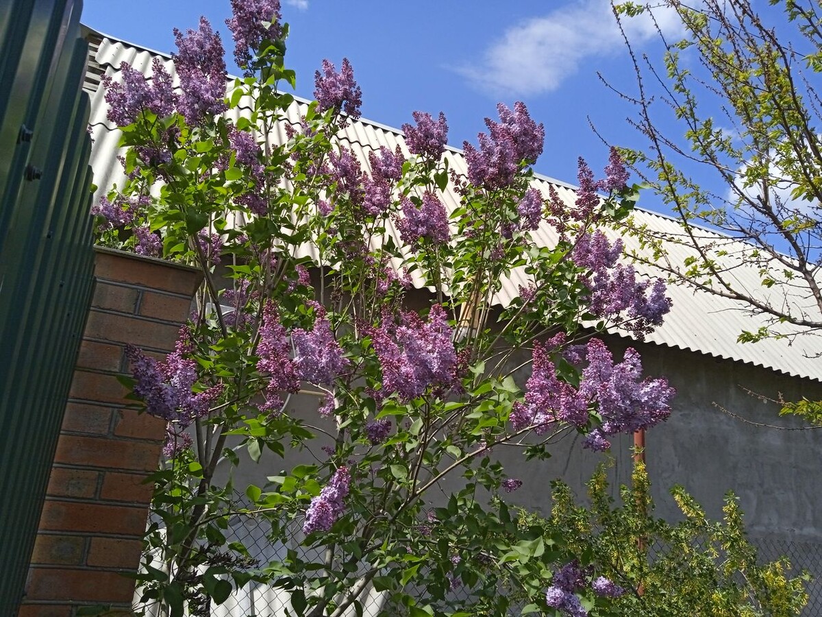 Собственное фото автора. Сирень во дворе моём 30 апреля 2025 г.