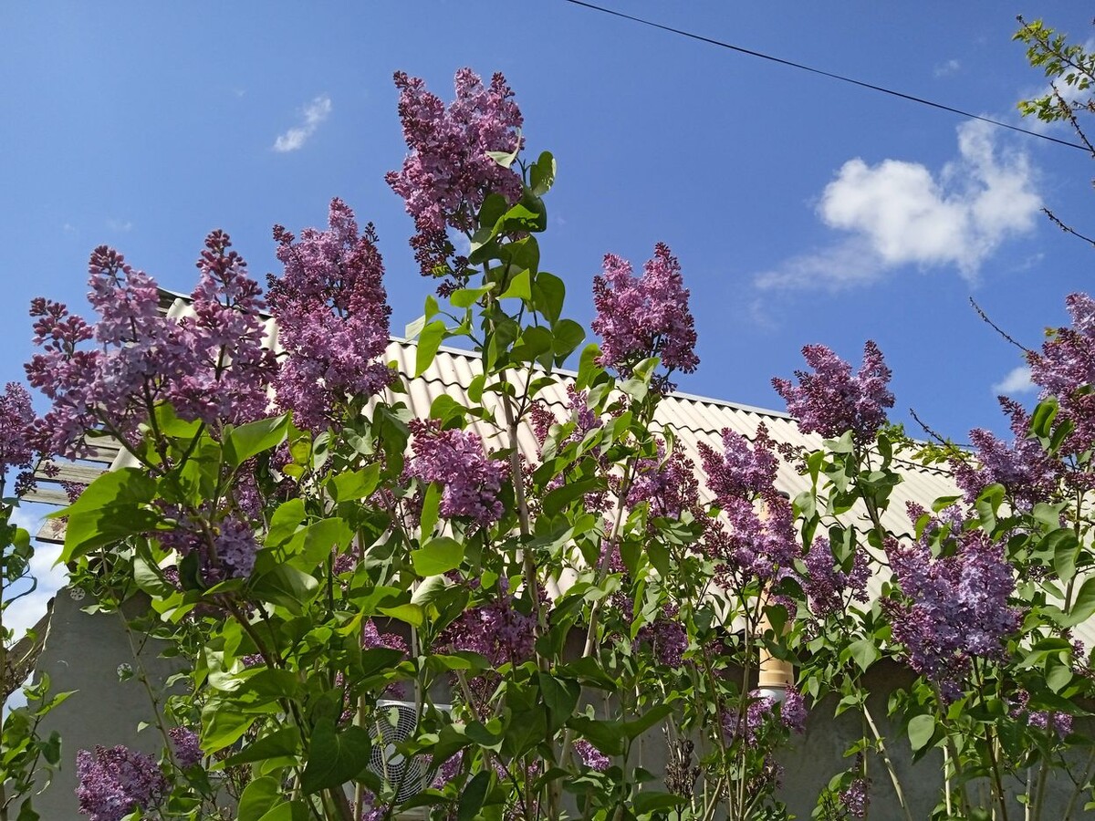 Собственное фото автора. Сирень во дворе моём 30 апреля 2025 г.