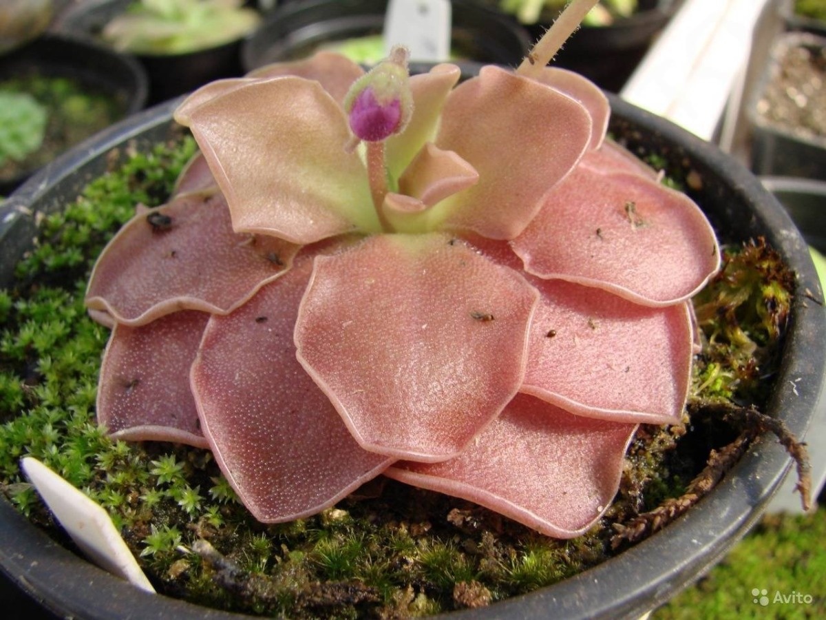 Хищная жирянка