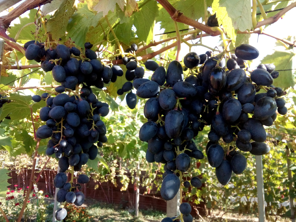 Грозди Надежды АЗОС на перголе 