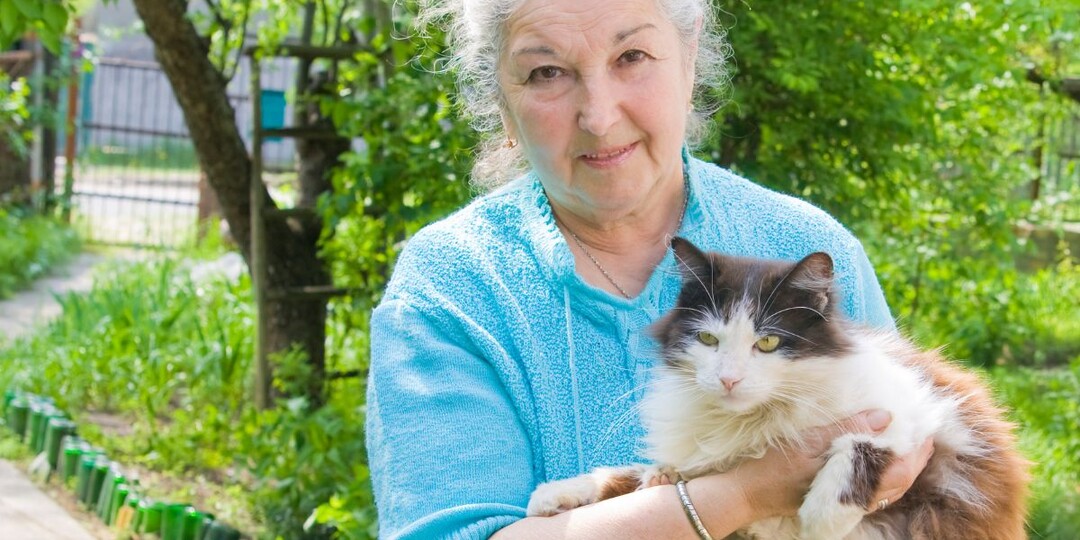 6 советов по уходу за пожилыми кошками: что на самом деле важно после 11 лет