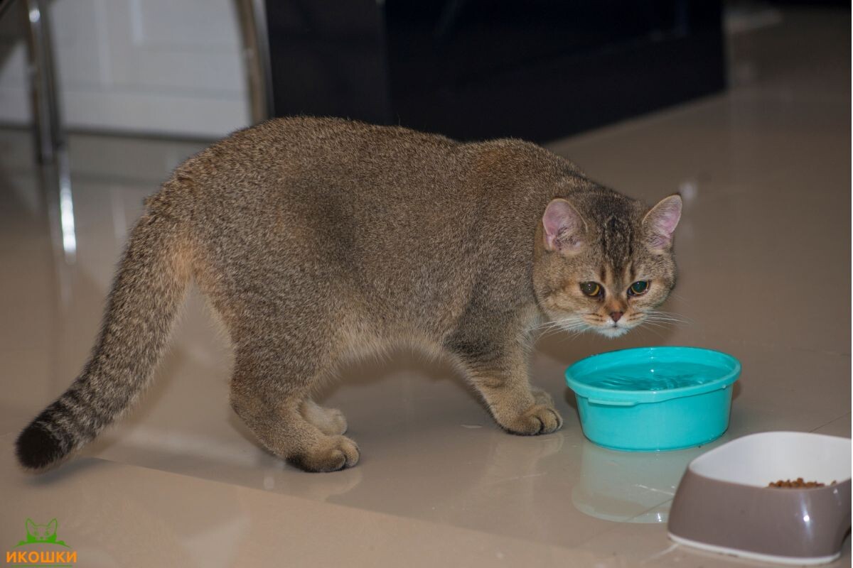 Кошка рядом с миской с водой 