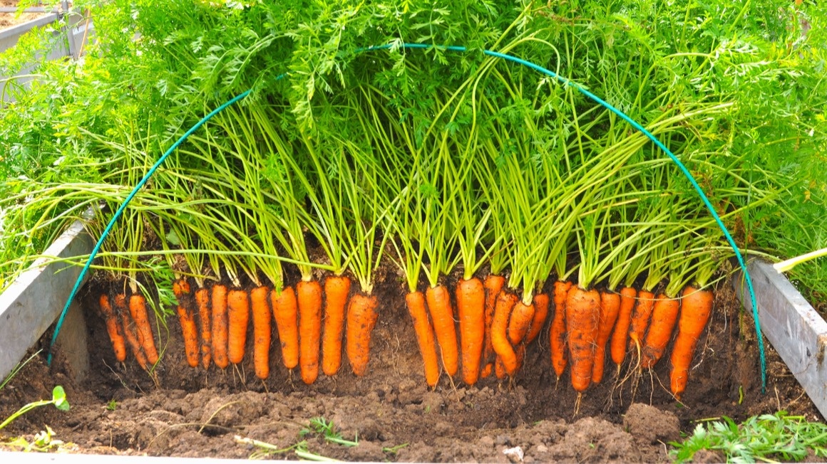 Результат правильной агротехники - ранняя морковь без использования парников