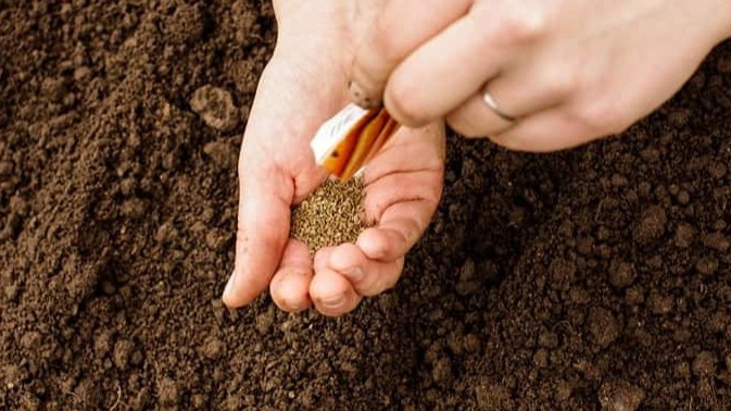 Сажаю раннюю морковь без парника и укрытий в начале мая.