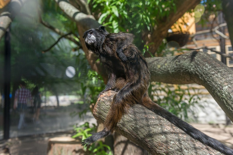    Ленинградский зоопарк будет работать в обычном режиме на майских праздниках. Олег ЗОЛОТО