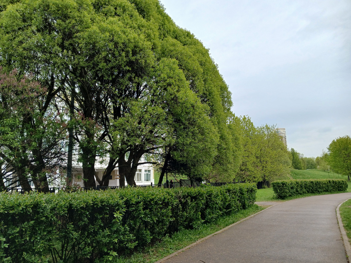 Все сочнее и сочнее. Возле школы