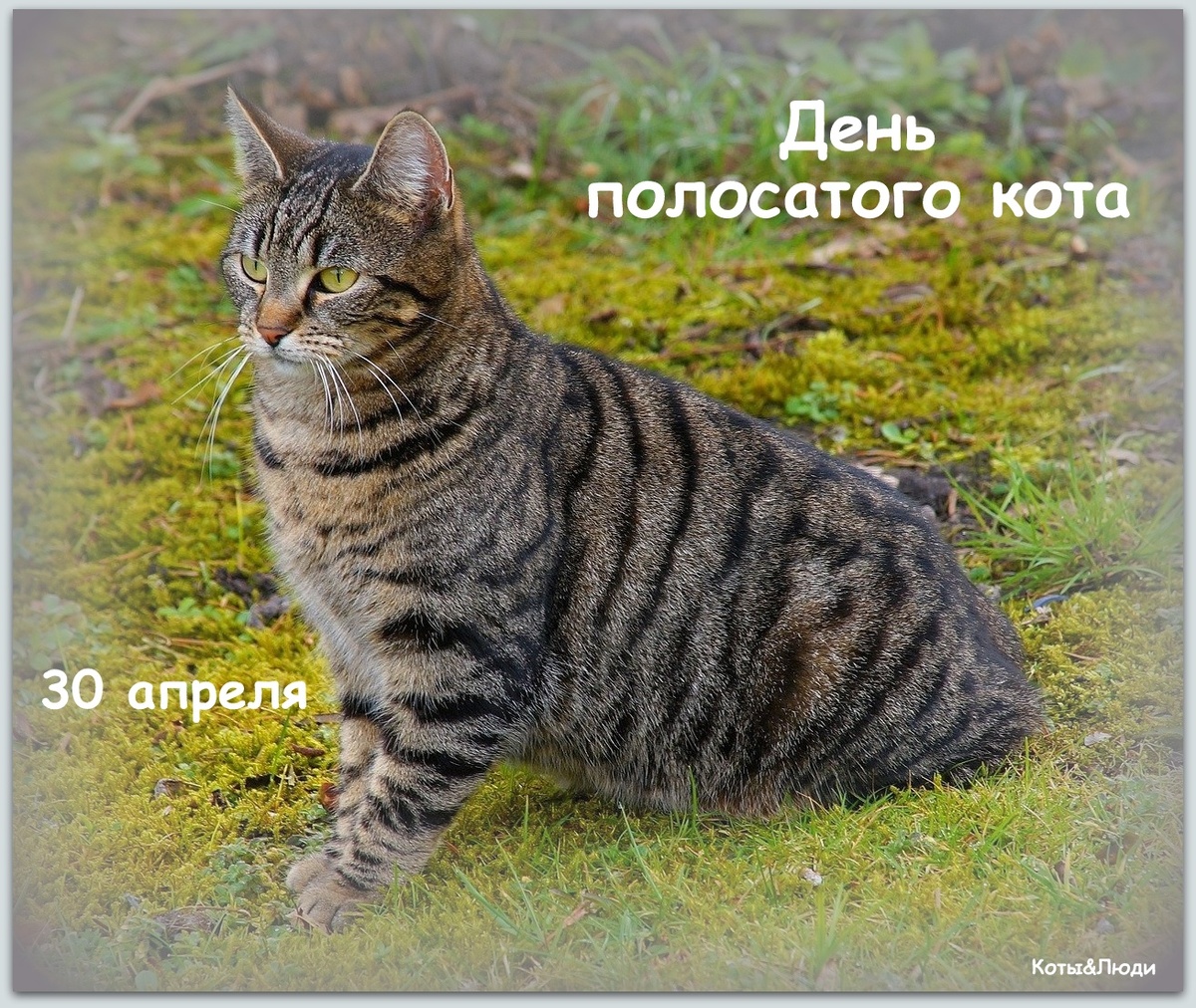 Коллаж автора. Использовано фото: https://vk.com/@-192771331-tabbi-i-tobbi