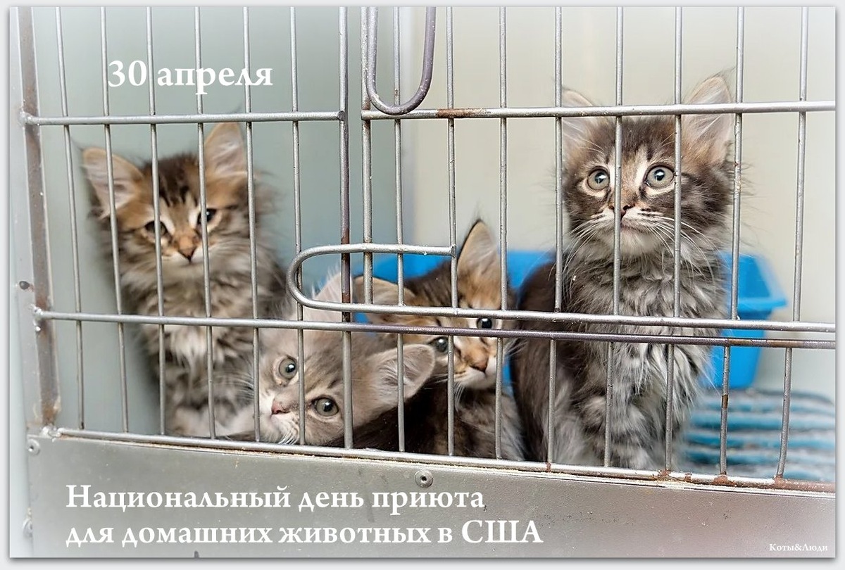 Коллаж автора