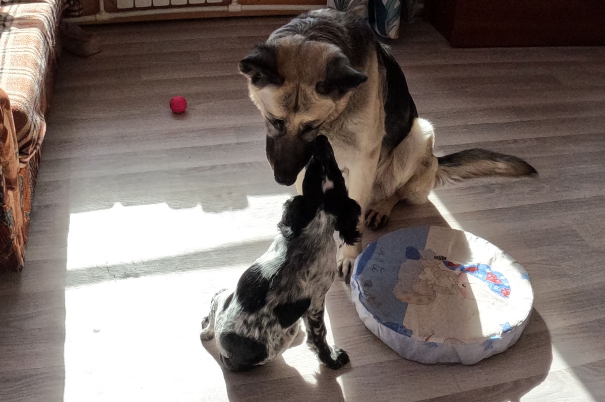 Арина привезла своего нового питомца Зода. На фото Эбби знакомится с малышом