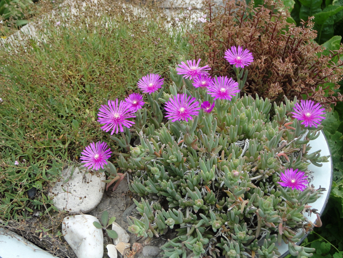 2013 год Цветет делосперма.