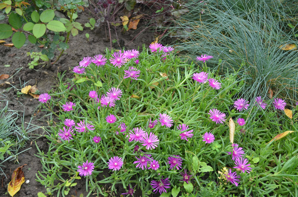 2016 г. Деласперма купера в моём саду.