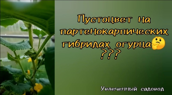 коллаж автора 