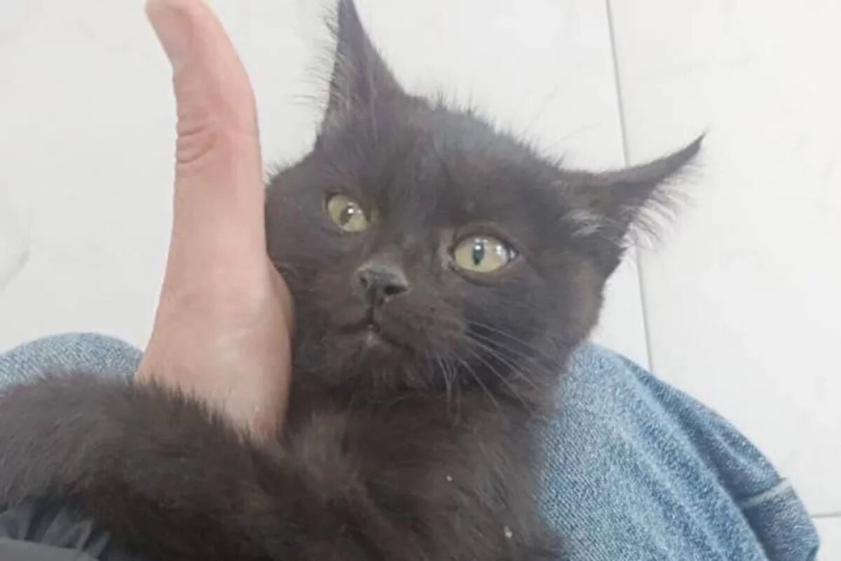    «Могут избежать».