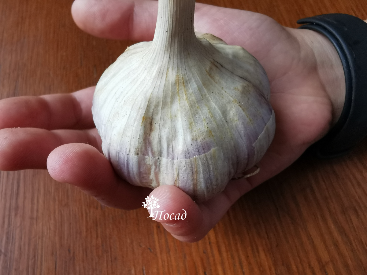 Мой урожай.