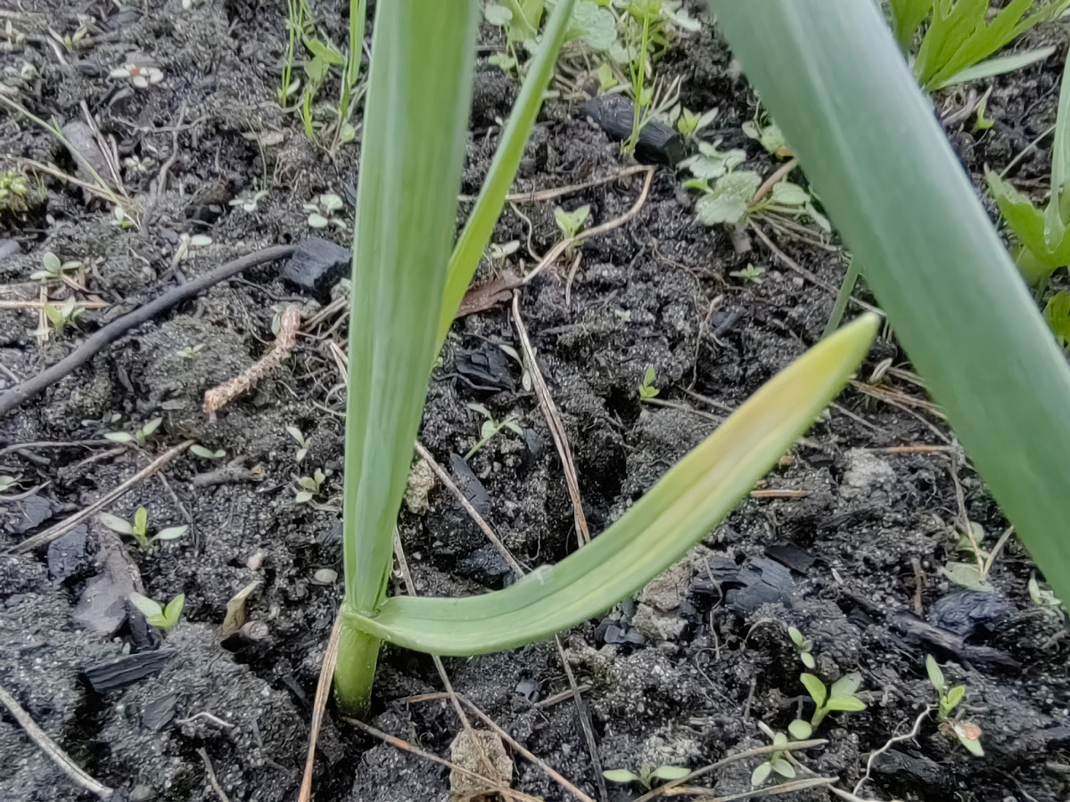 От мороза страдают только крайние перья. 