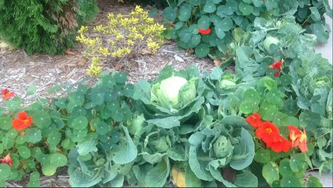 Настурция и капуста на грядке