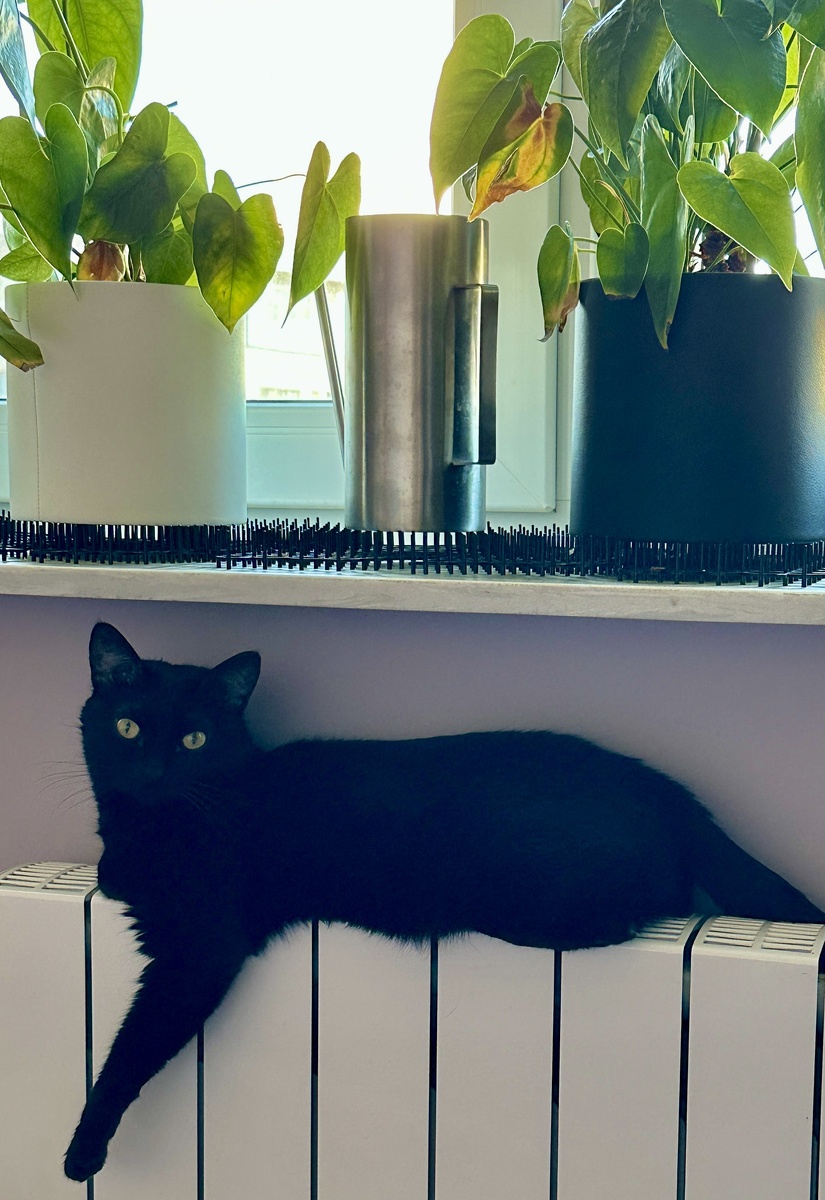 Фотография Шанели как символа домашнего уюта