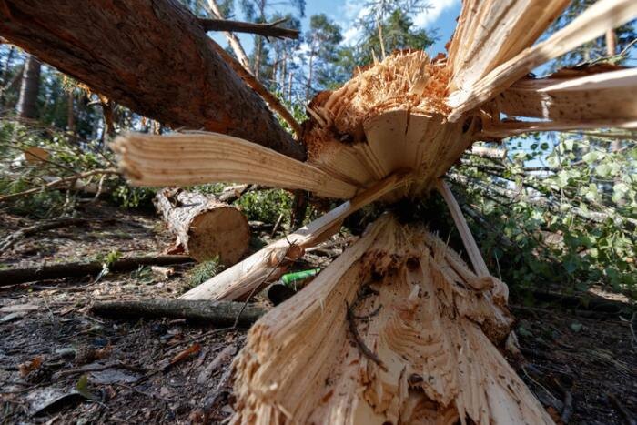 Заглавное фото: Охраняемые леса Амазонии. Фото БИЗНЕС Online