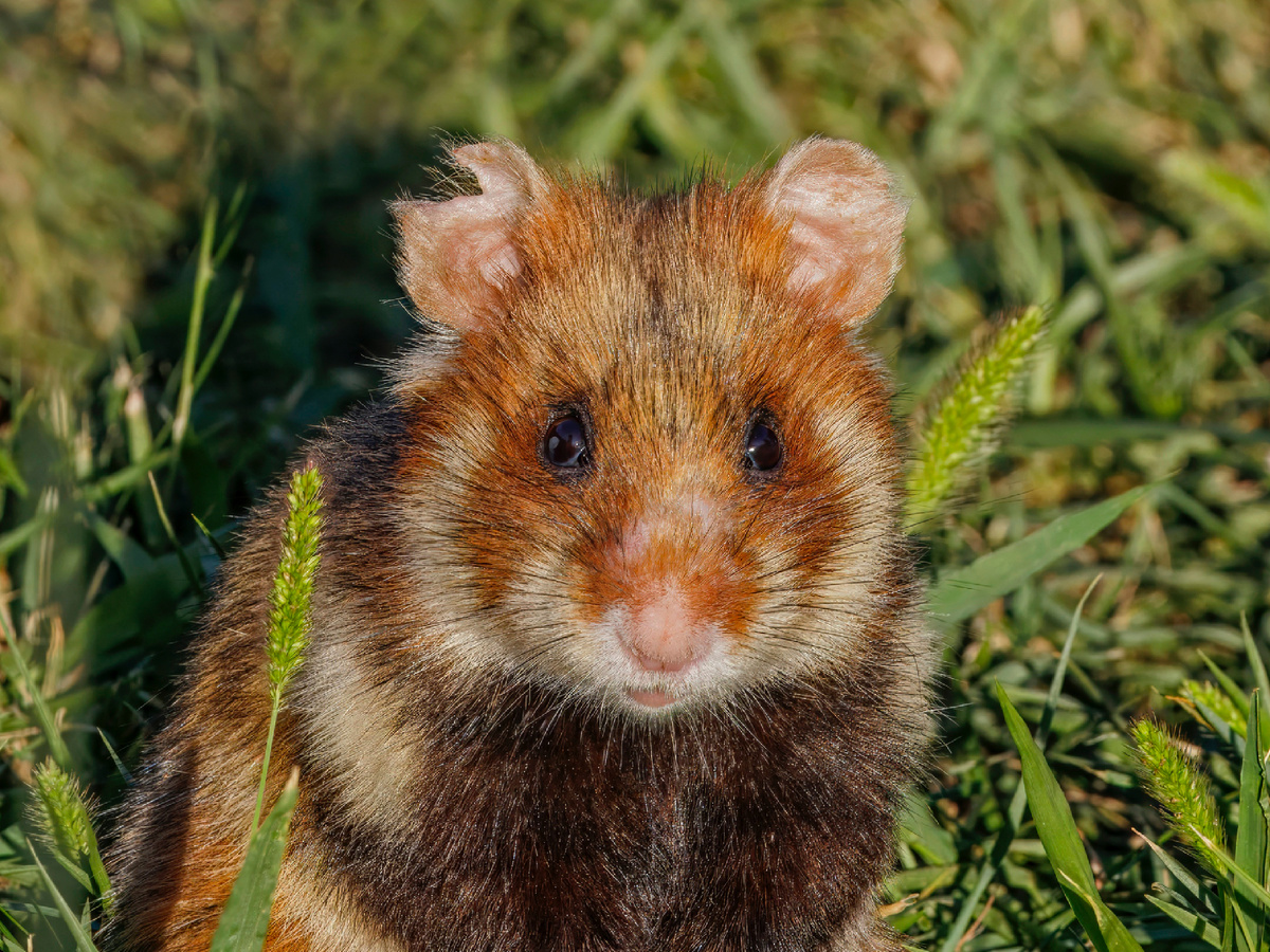 Фотография: Charles J. Sharp, CC BY-SA 4.0