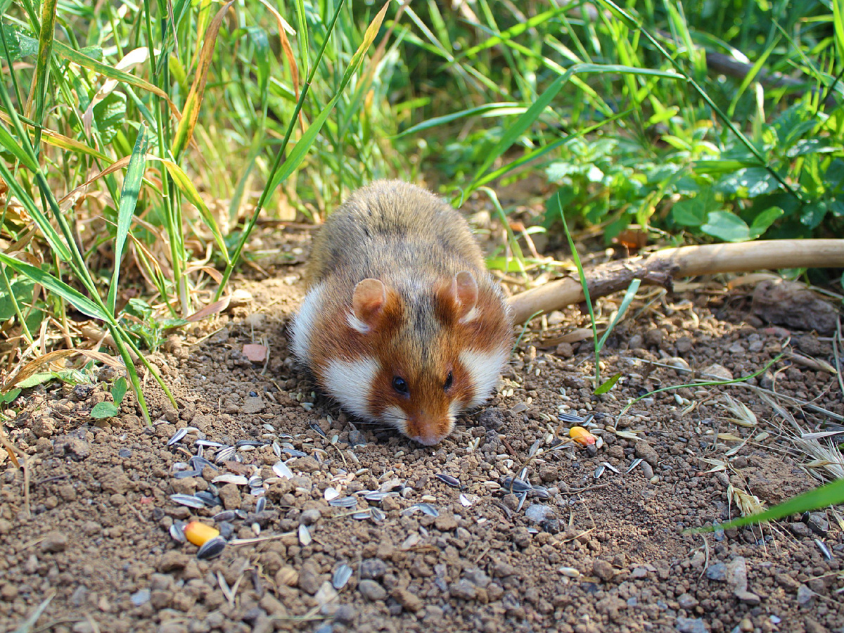Фотография: SgH Vienna, CC BY-SA 4.0 