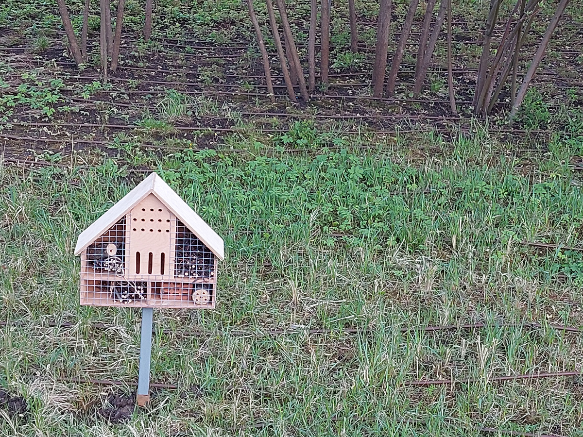 Эти домики наполнены спилами деревьев, семенами растений, ветками. Устанавливаются они в 15 сантиметрах от земли и служат для привлечения ос, бабочек и других насекомых.