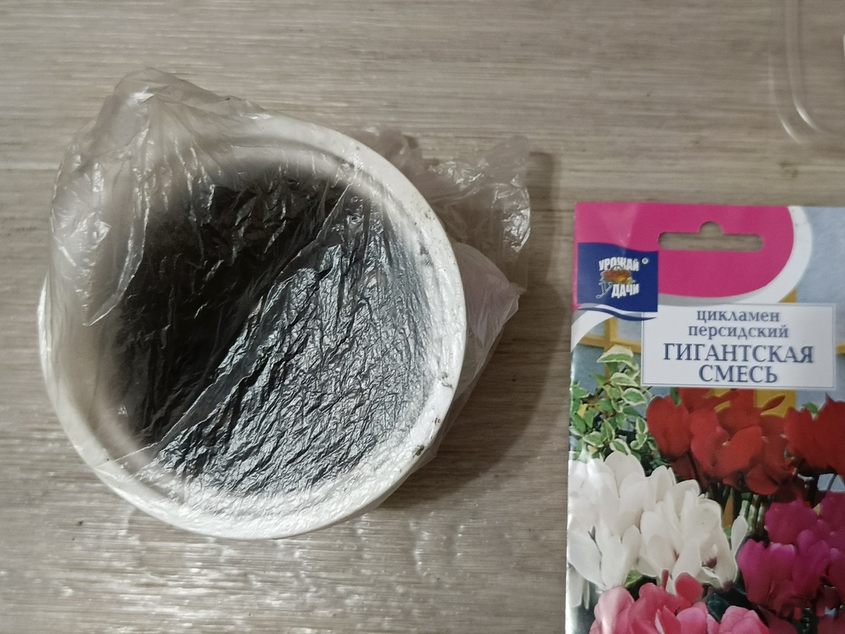 Пленку я не стала прокалывать, лучше буду раз в неделю приоткрывать - проветривать, чтоб запустить кислород и чтобы земля не заплесневела