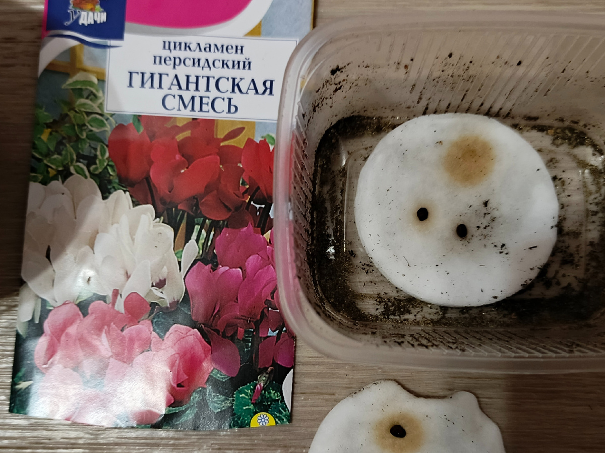 Выбрала такой сорт, по отзывам - самый неприхотливый 😉