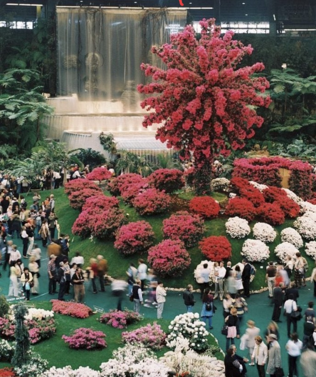 Азалиевое дерево - Euroflora 2011