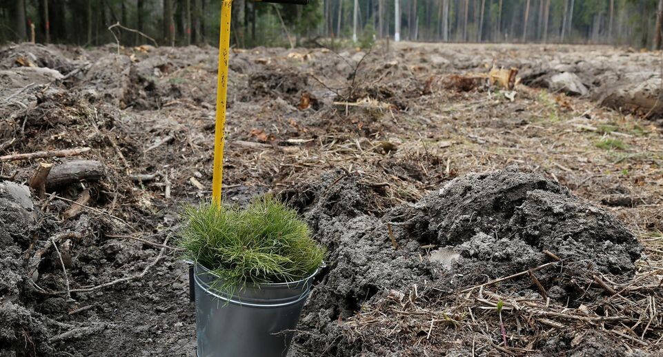    Комитет лесного хозяйства Московской области