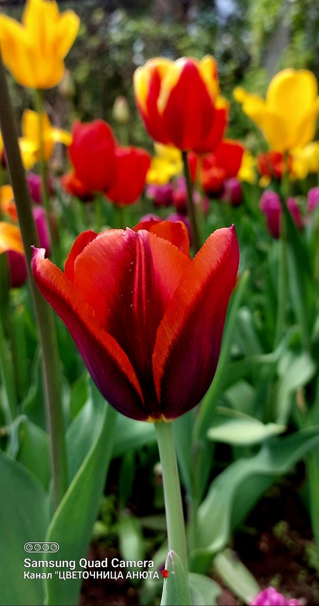 И мои любимые тюльпаны.  