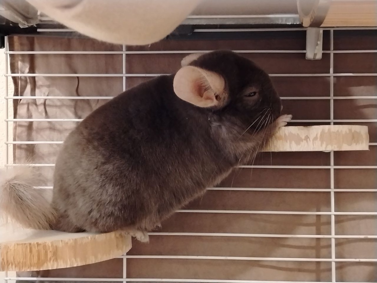 Шиншилла (Chinchilla lanigera). Финик