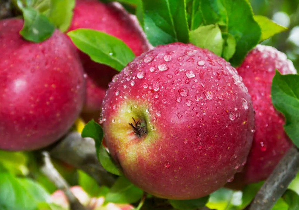 Красивые яблочки