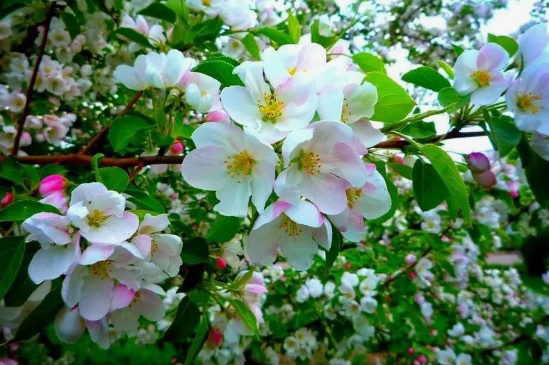 Цветение яблони